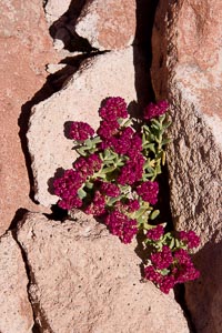 roses d'Atacama