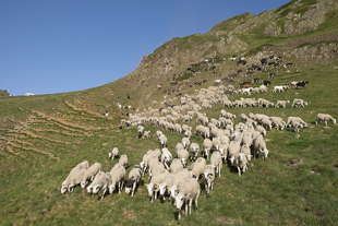 moutons port de la bonaigua