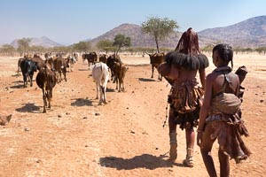 himba troupeau