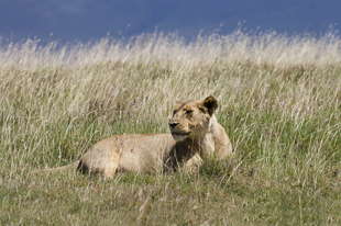 lion Ngorongoro