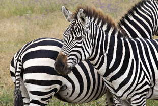 zèbre Ngorongoro