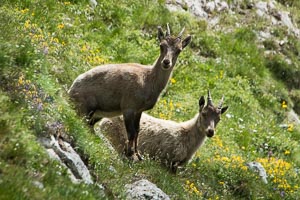 bouquetins Alpe du Lauzet